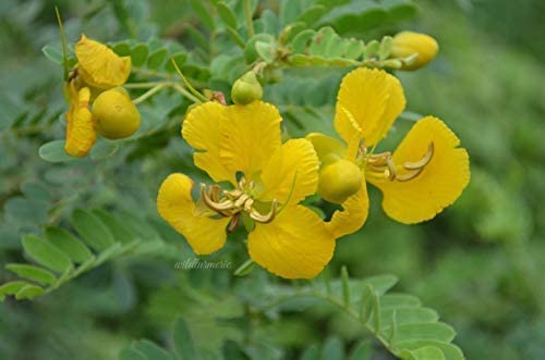 A M D Neotea Avarampoo Powder Senna Auriculata, 300 G