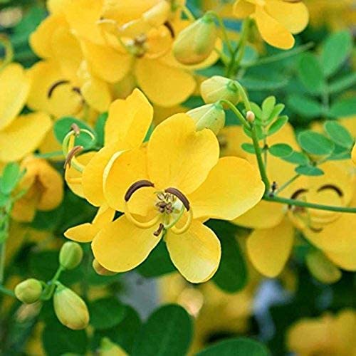 A M D Neotea Avarampoo Powder Senna Auriculata, 300 G