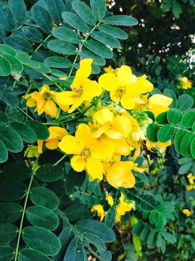 A M D Neotea Avarampoo Powder Senna Auriculata, 300 G