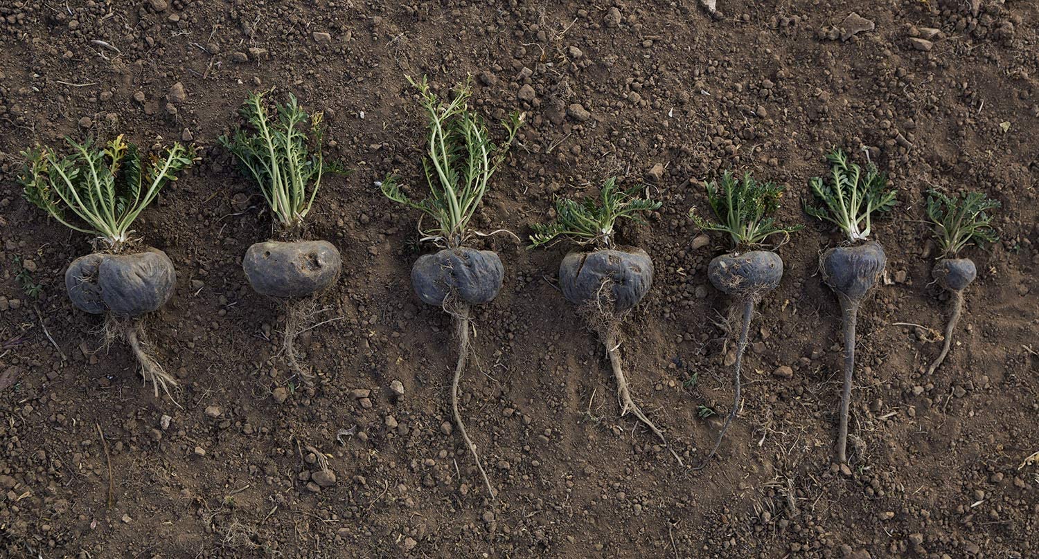 Men Strength Supplement - Peruvian Black MACA 1000 MG - Pure and Potent Ingredients - maca Extract f