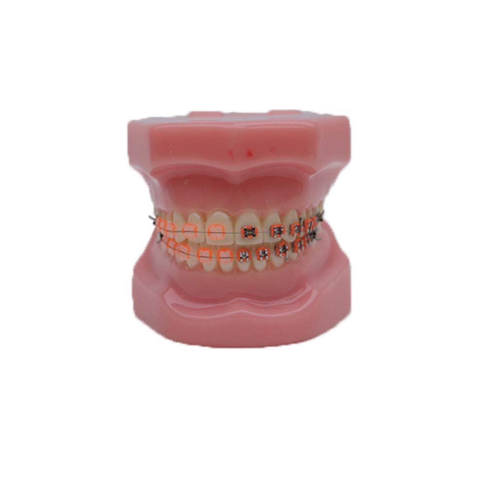 A realistic simulation model of a plastic dental model used for dental education and practice (Half 