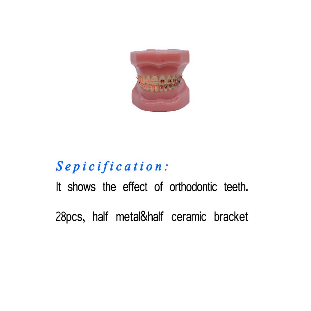 A realistic simulation model of a plastic dental model used for dental education and practice (Half 