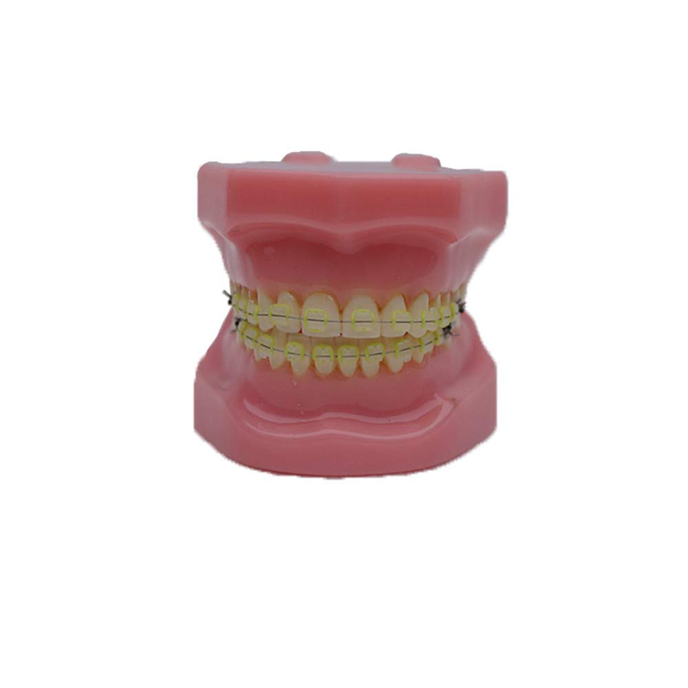 A realistic simulation model of a plastic dental model used for dental education and practice (Full