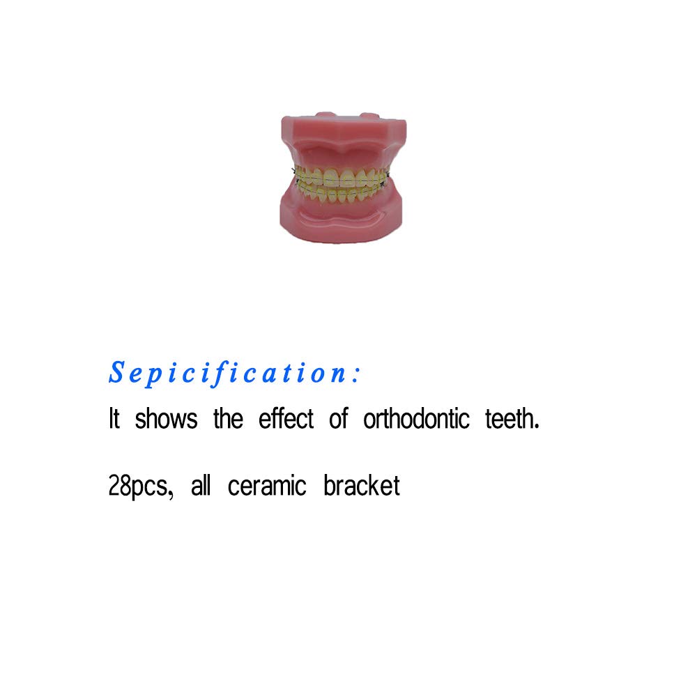 A realistic simulation model of a plastic dental model used for dental education and practice (Full