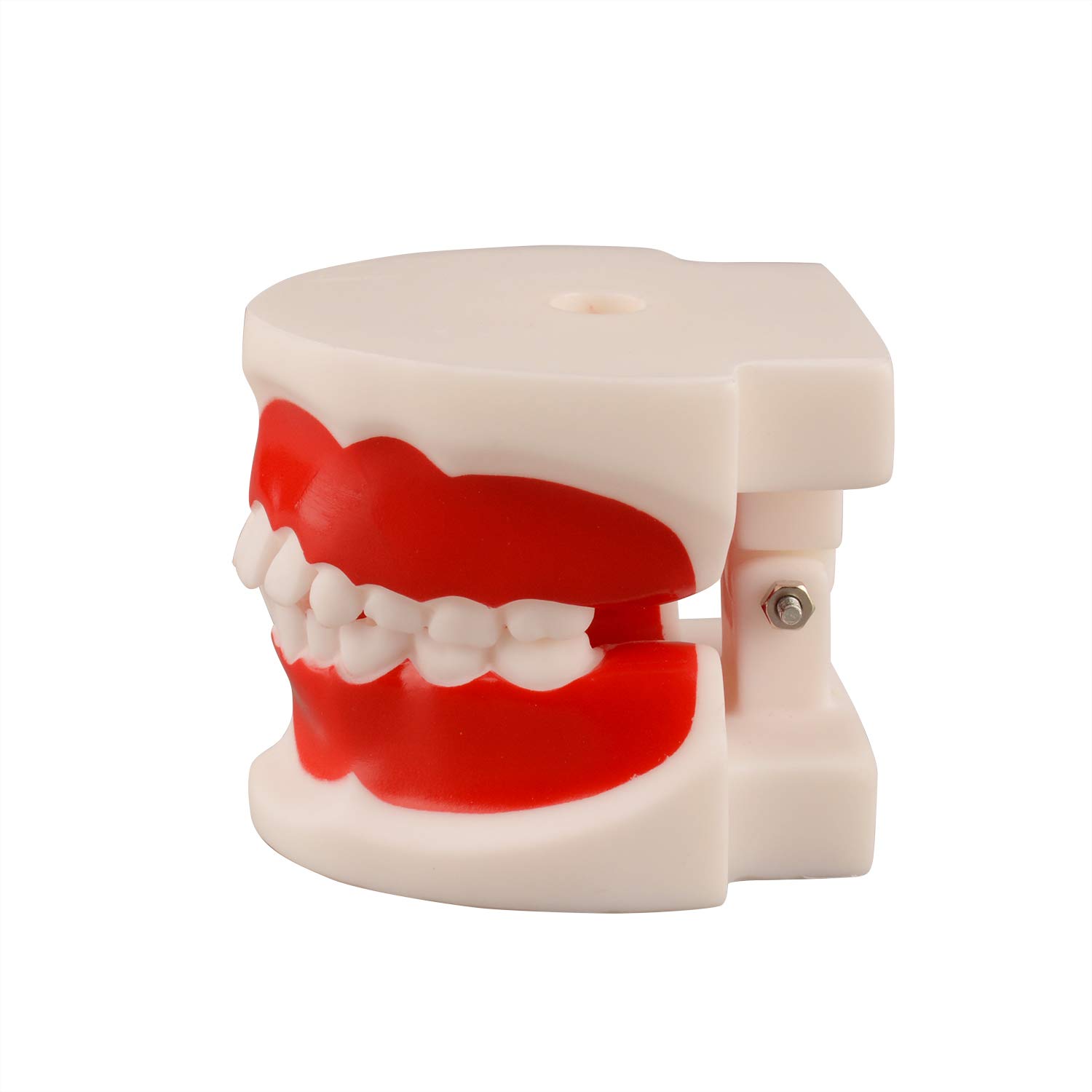 Ultrassist Dental Tooth Model 6~9 Years Old, Ideal Educational Teaching Dental Teeth Model for Kids