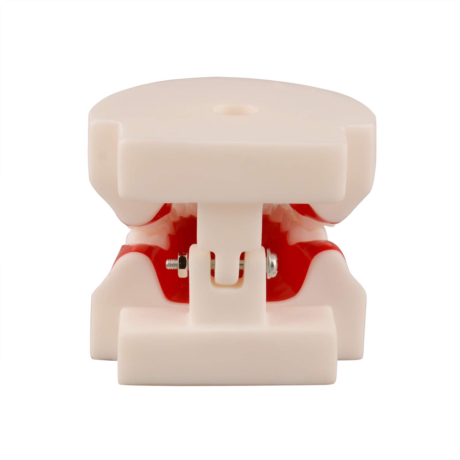 Ultrassist Dental Tooth Model 6~9 Years Old, Ideal Educational Teaching Dental Teeth Model for Kids