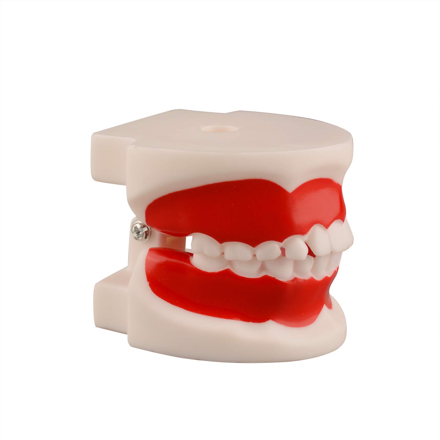 Ultrassist Dental Tooth Model 6~9 Years Old, Ideal Educational Teaching Dental Teeth Model for Kids