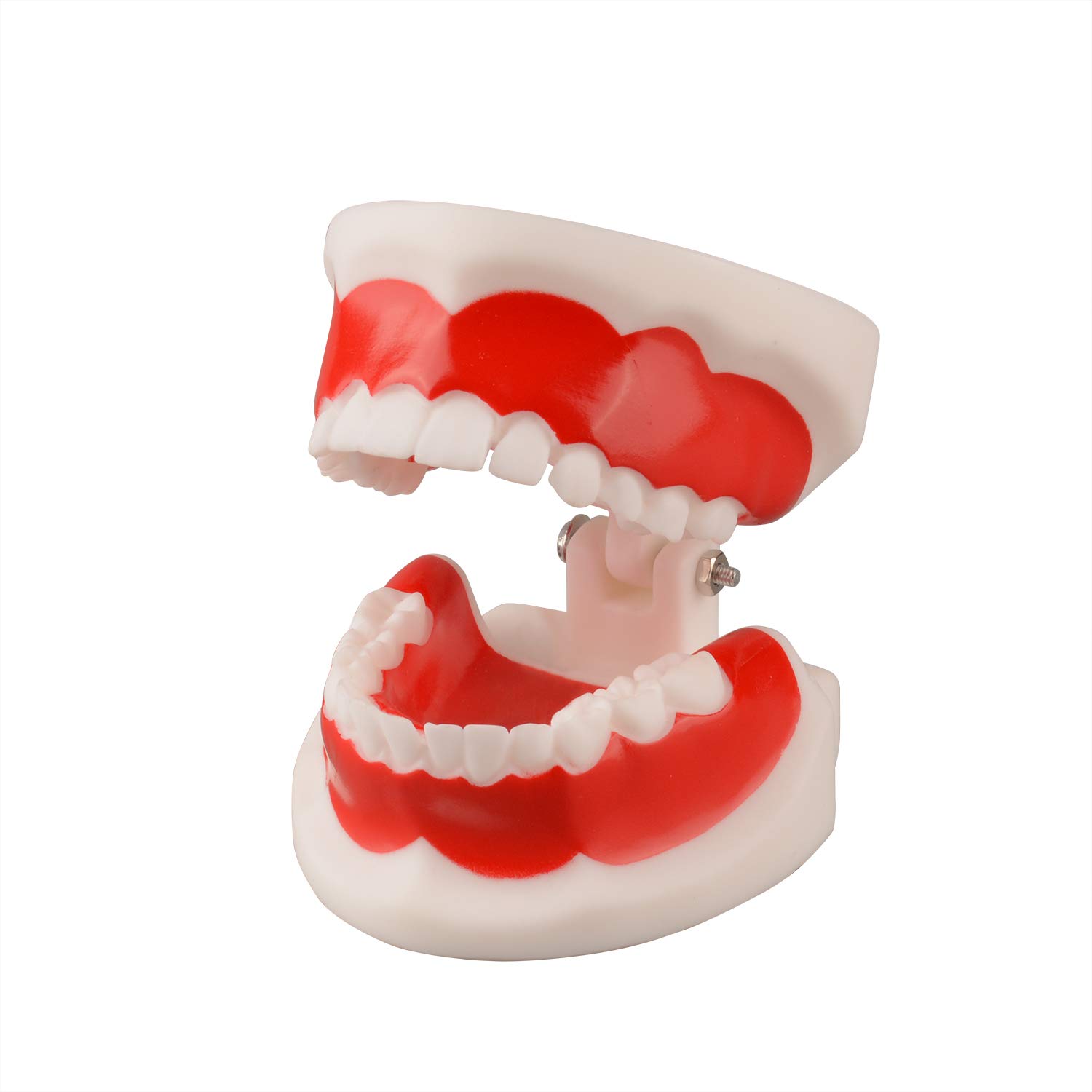 Ultrassist Dental Tooth Model 6~9 Years Old, Ideal Educational Teaching Dental Teeth Model for Kids