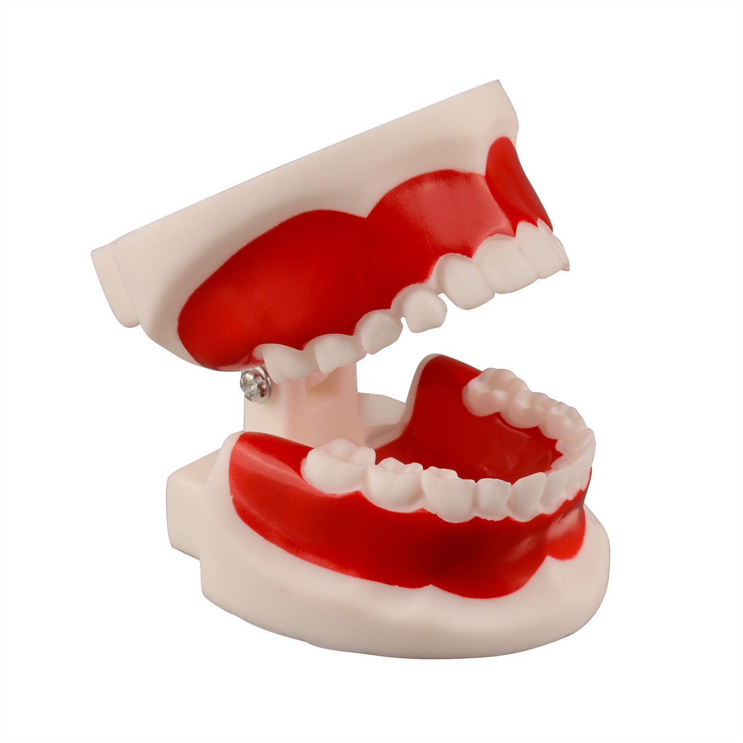 Ultrassist Dental Tooth Model 6~9 Years Old, Ideal Educational Teaching Dental Teeth Model for Kids