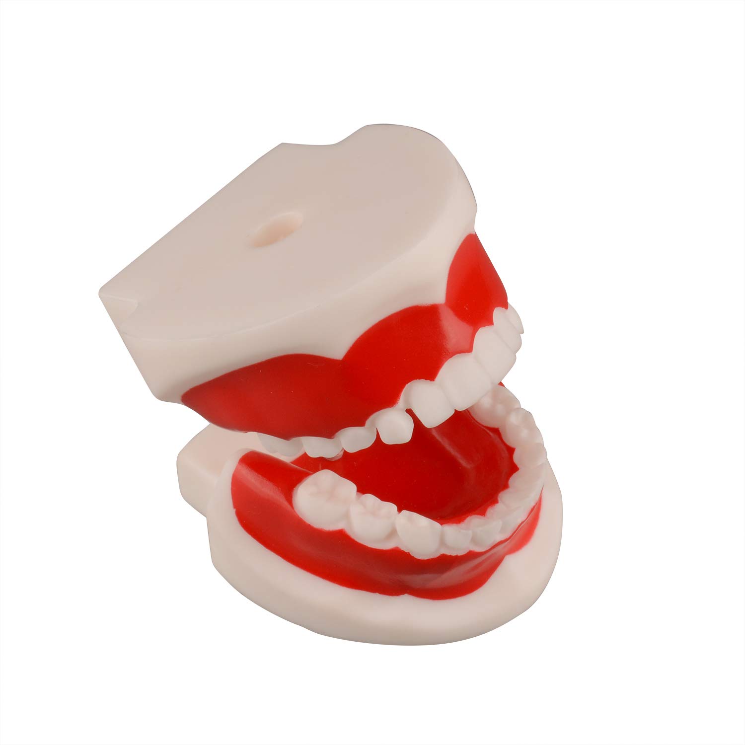 Ultrassist Dental Tooth Model 6~9 Years Old, Ideal Educational Teaching Dental Teeth Model for Kids