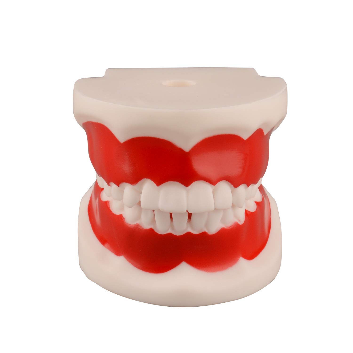 Ultrassist Dental Tooth Model 6~9 Years Old, Ideal Educational Teaching Dental Teeth Model for Kids
