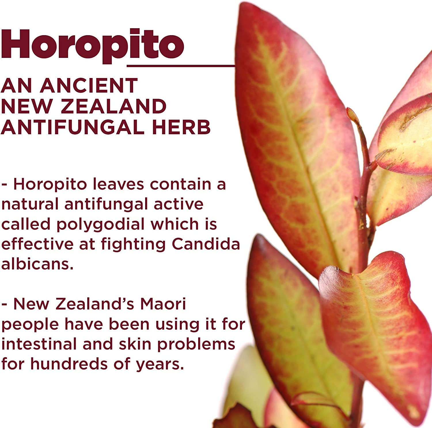 Kolorex Gut Care Candida Balance (Advanced Candida Care) 30ct