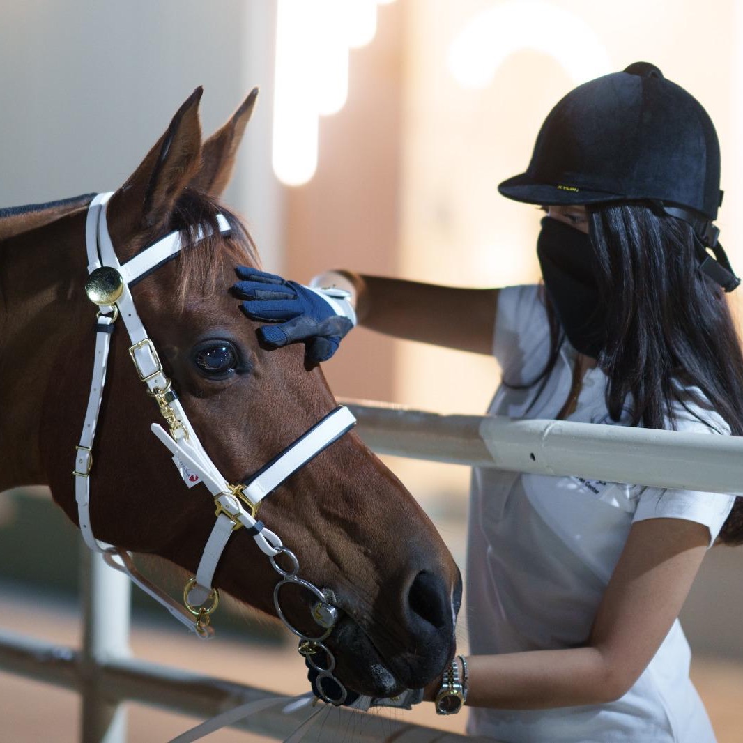 20% off on all Monthly and Daily Training Classes offer at AlJawhara Equestrian Center